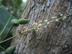 Terminalia buceras