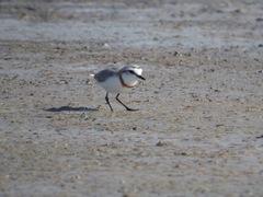 Charadrius pallidus