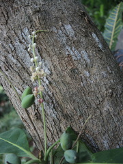 Terminalia buceras