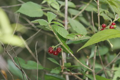Psychotria erythrocarpa