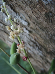 Terminalia buceras