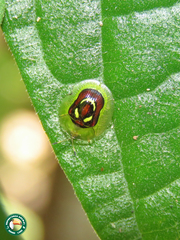 Charidotis annularis