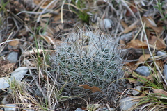 Rapicactus beguinii