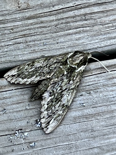 Hagen's Sphinx photo 3