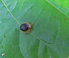 Charidotis furunculus