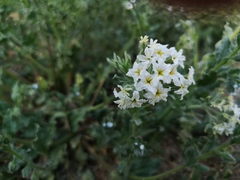 Tournefortia sibirica