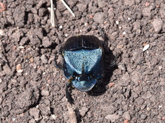 Phanaeus adonis