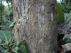 Terminalia buceras