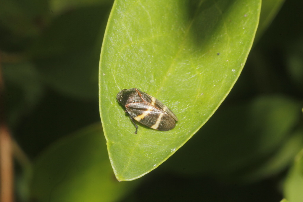 Aeneolamia albofasciata