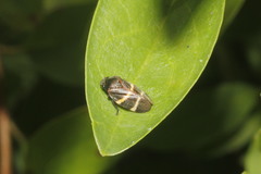 Aeneolamia albofasciata