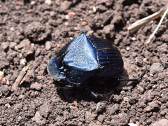 Phanaeus adonis
