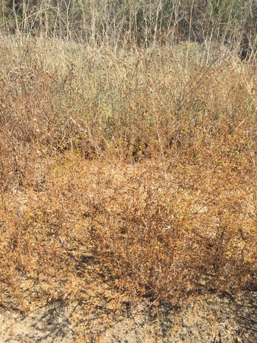 iNaturalist observation photo of Clustered Tarweed