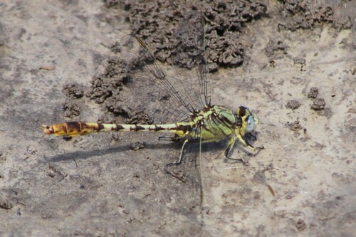 Stillwater Clubtail photographed in Missouri