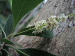 Terminalia buceras