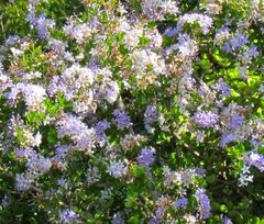 Ehretia rigida rigida