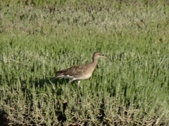 Numenius phaeopus