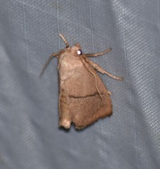 Apoda latomia