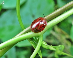 Chelymorpha cribraria