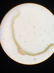 Vinealobryum vineale