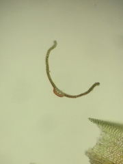 Vinealobryum vineale