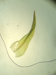 Vinealobryum vineale