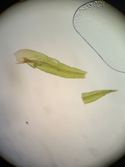 Vinealobryum vineale