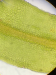 Vinealobryum vineale