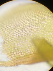 Vinealobryum vineale