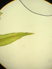 Vinealobryum vineale