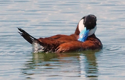 Érismature rousse, mâle