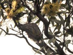Anthochaera carunculata