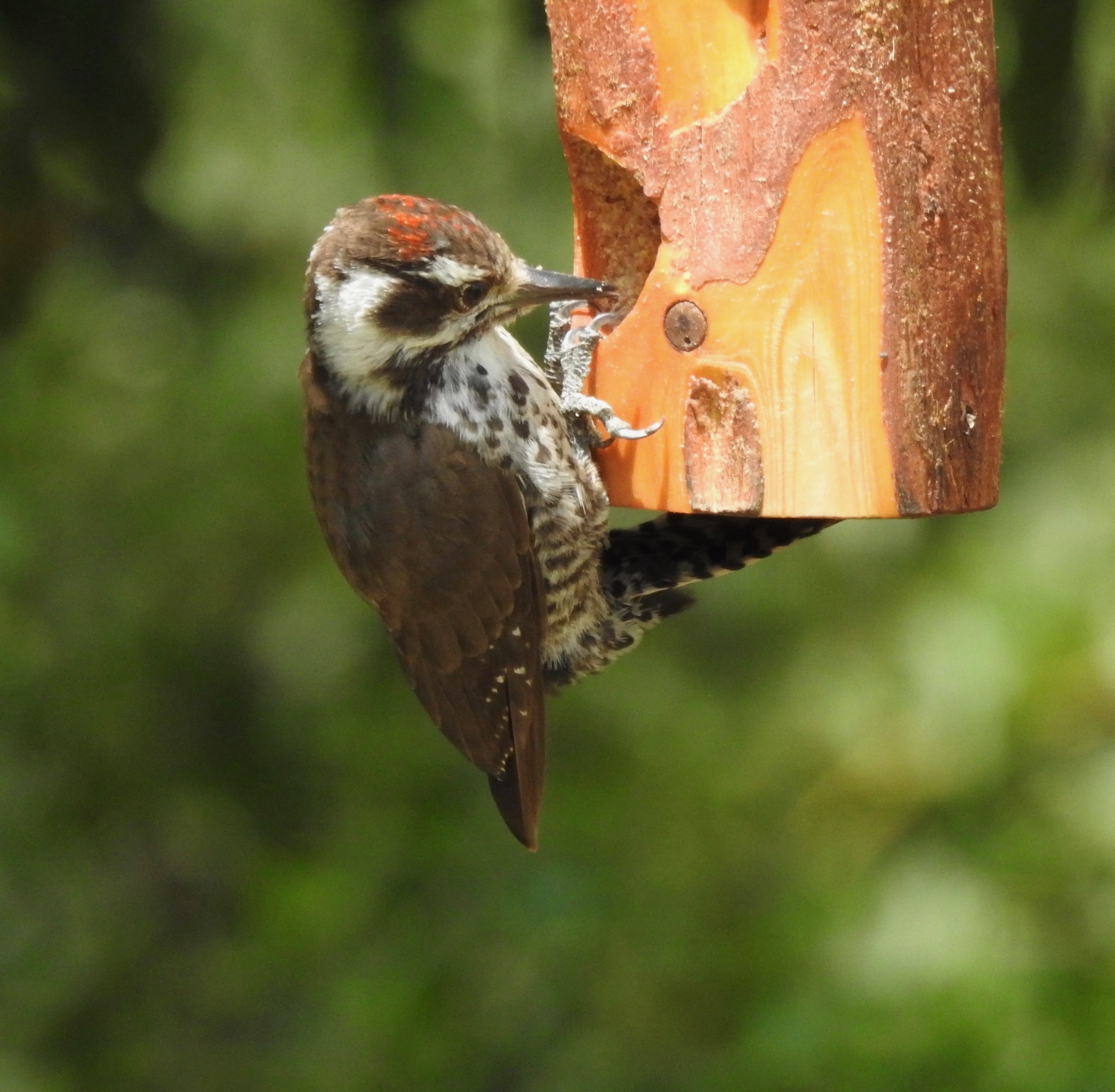 Arizona Woodpecker illustration