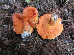 Hypomyces lactifluorum