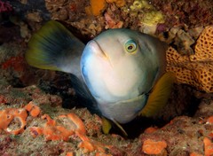 Lilac-Banded Parrotfish photo 1