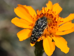 Acmaeodera mudgei