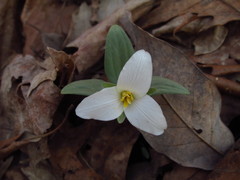 Trillium nivale
