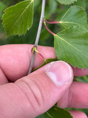 Betula × aurata, photograph Kian Hayles-Cotton, CC0, iNaturalist via GBIF