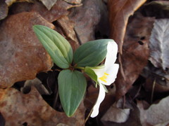 Trillium nivale