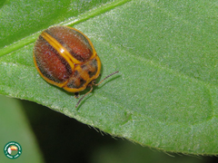 Chelymorpha clathrata