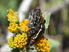 Acmaeodera mudgei