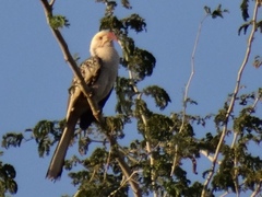 Tockus damarensis