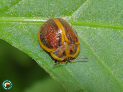 Chelymorpha clathrata