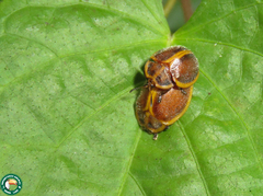 Chelymorpha clathrata