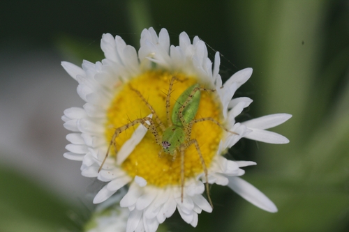 Photo of Green Lynx Spider (Peucetia viridans)