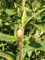 Neolasioptera convolvuli