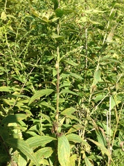 Neolasioptera convolvuli