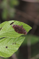 Pellicia arina