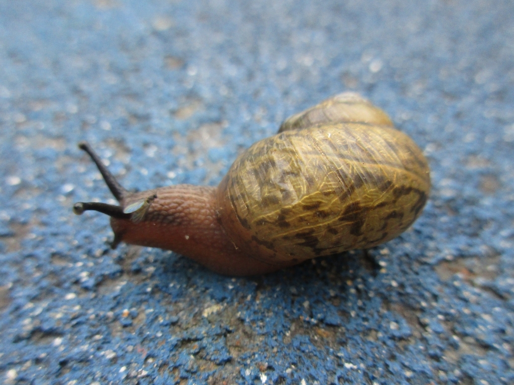 Acusta sieboldtiana