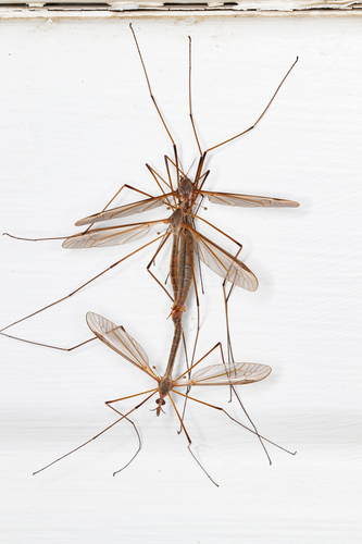 Marsh Crane Fly, photo 5 of 7