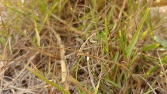 Geomantis larvoides